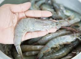 Tôm thẻ chân trắng